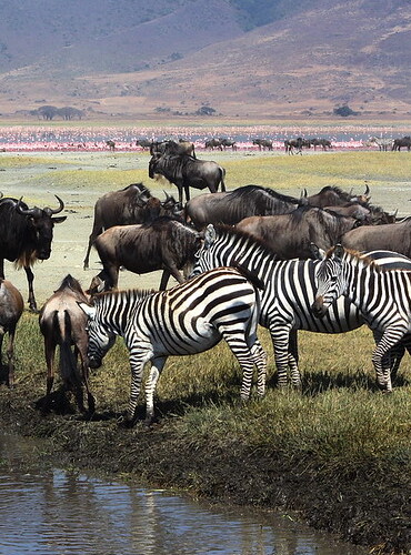 ngorongoro 3 (1)