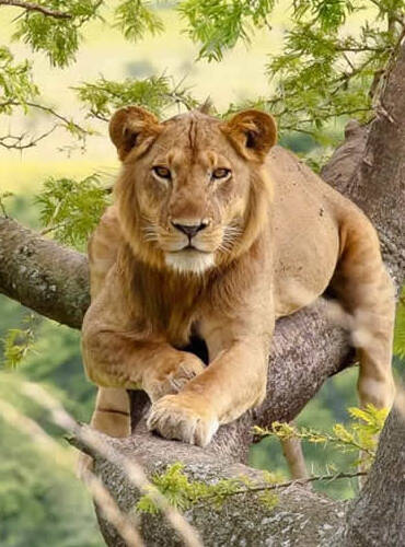 uganda 6 (1)