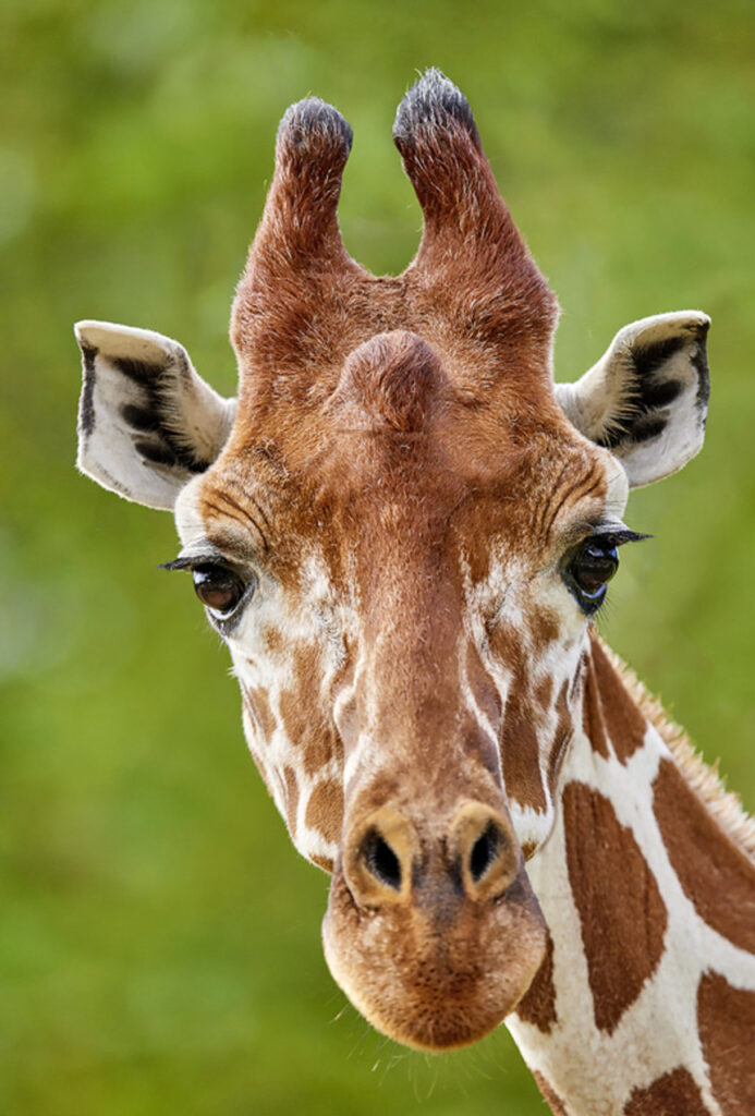 giraffe 1
