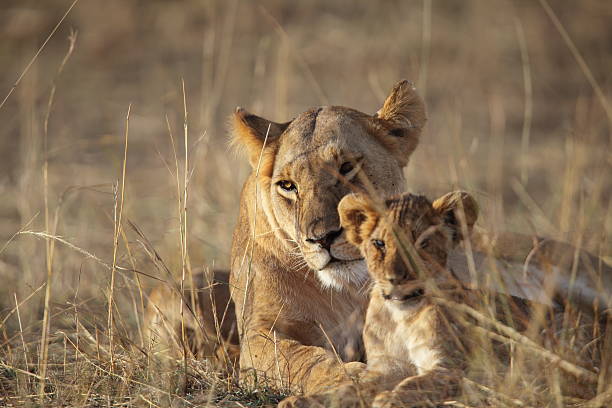 "lioness and cub lying in the long grass of the masai mara, kenya"