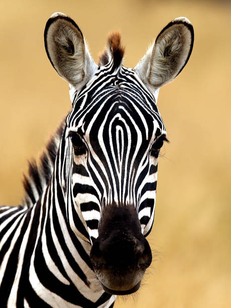 close up of a zebra head
