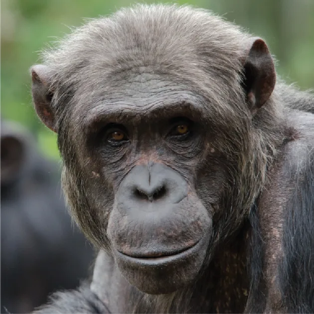 chimp 3