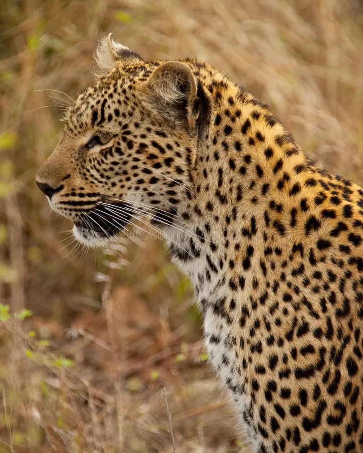 leopard 1